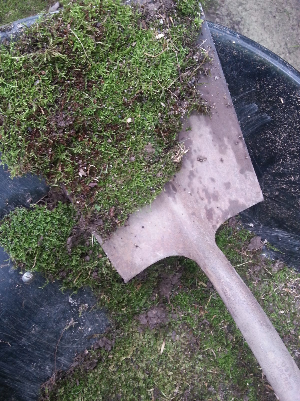 Transplanting moss