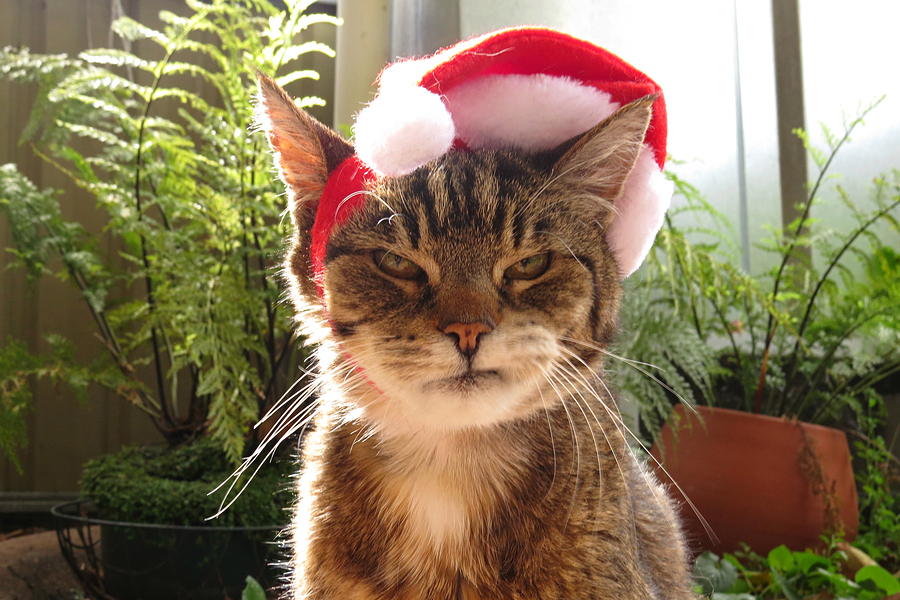 grumpy cat on your holiday appeal inclusive communications