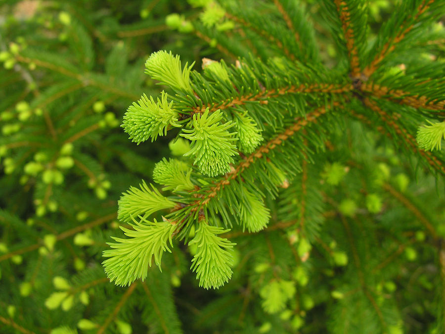 Evergreen Tree from BigStockPhoto