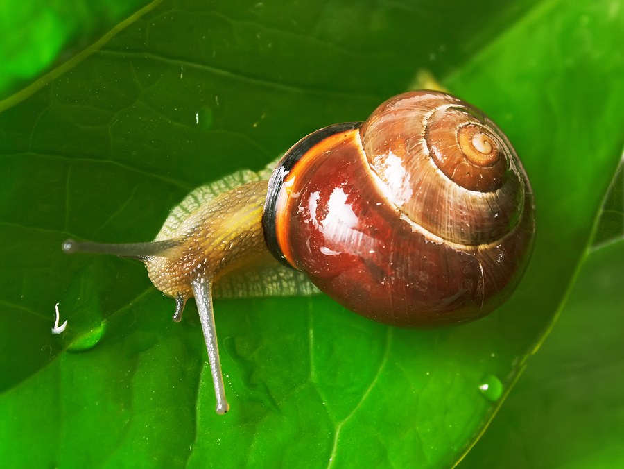 Snail on a leaf