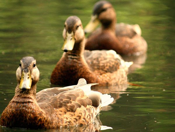 ducks in a row