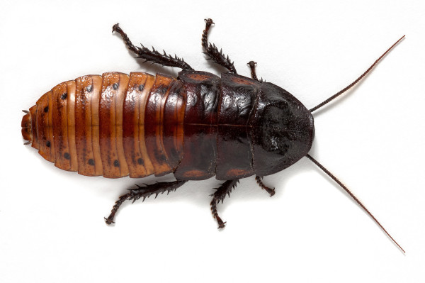 26 Oct 2010 --- Madagascar hissing cockroach on white background --- Image by © Michel Gunther/Biosphoto/Corbis