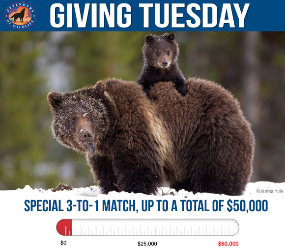 Defenders of Wildlife Giving Tuesday