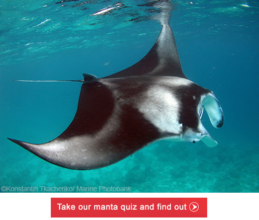 Defenders of Wildlife Manta Ray Quiz