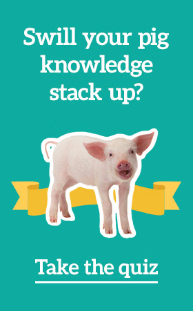 Heifer International Pig Quiz