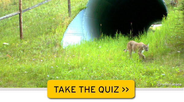 National Wildlife Federation's What Do You Know About Wildlife Crossings Quiz