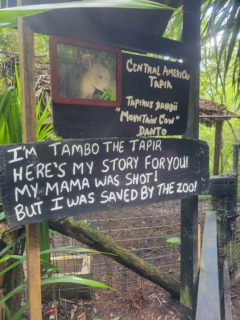 Belize Zoo Tapir Sign