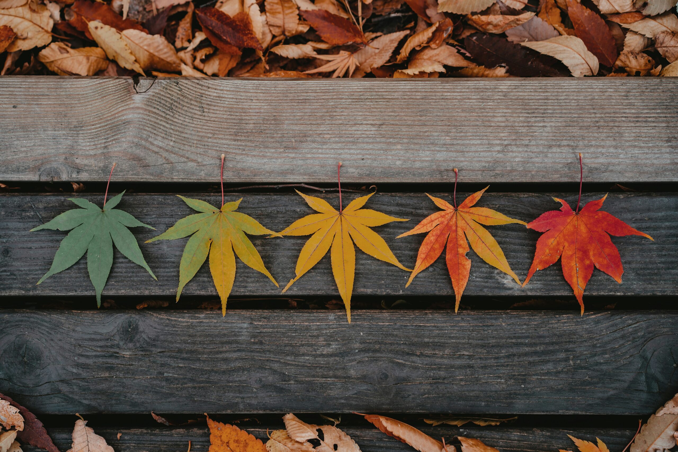 Leaves changing colors as a metaphor for seasons in nonprofit work